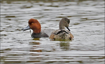 Redhead male with female American Wigeon (1 of 2)