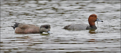 Redhead male with female American Wigeon (2 of 2)