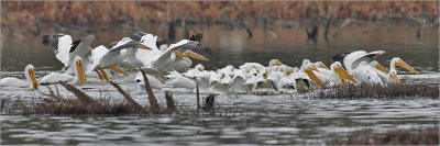 American white Pelicans