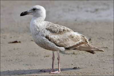 Glaucous-winged x Western Gull (Olympic)