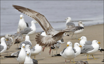 Herring Gull, 1st cycle