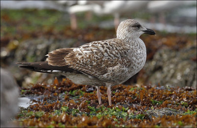 Herring Gull, 1st cycle