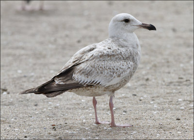 Poss Glaucous-winged x Western Gull, 1st cycle