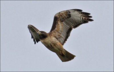 Red-tailed Hawk, adult