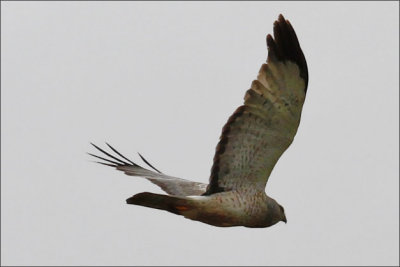 Northern Harrier, sub adult male