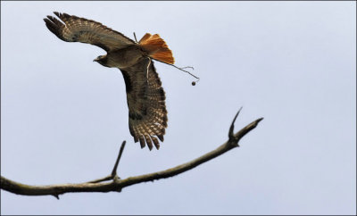 Red-tailed Hawk (1 of 2)