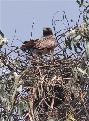 Red-tailed Hawk (2 of 2)