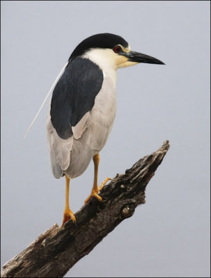 Black-crowned Night Heron, alternate adult