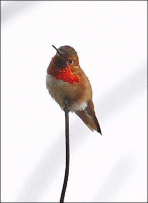 Rufous Hummingbird (3 of 3)