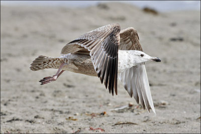 Thayer's Iceland Gull, 1st cycle (2 of 2)