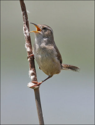 Marsh Wren (2 of 4)