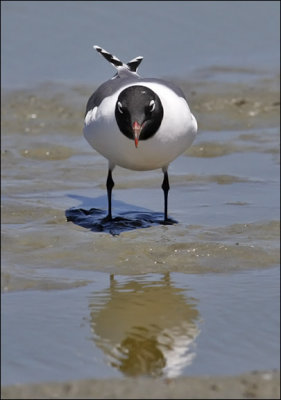 Franklin's Gull, alternaate adult (2 of 7)