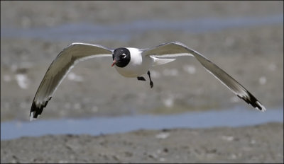 Franklin's Gull, Altrnate adult (6 of 7)