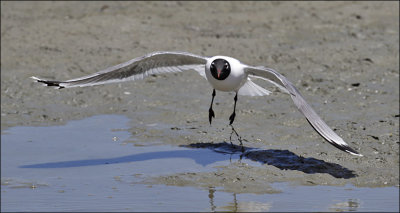 Franklin's Gull, alternate adult (7 of 7)