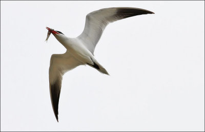 Caspian Tern, alternate adult (1 of 2)