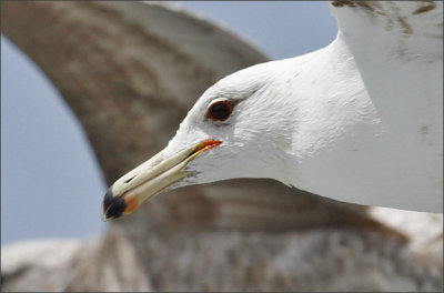 California Gull, 3rd cycle, presumed albertaensis