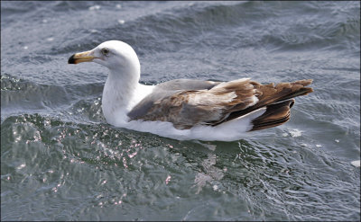 Western Gull, 2nd cycle