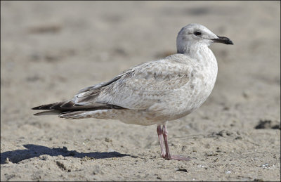 presumed Glaucous-winged x Herring Gull, 1st cycle