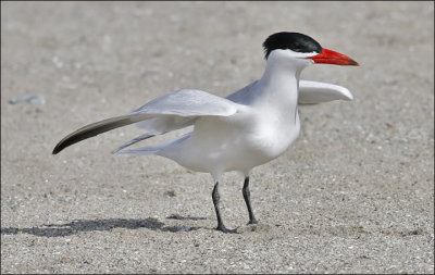 Caspian Tern, altrernate adult