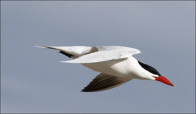 Caspian Tern, alternate adult