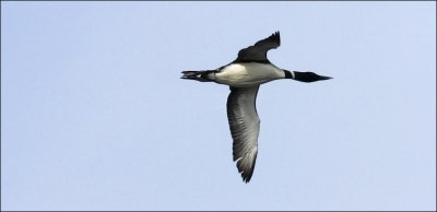 Common Loon, adult in alternate plumage