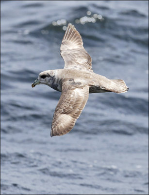 Northern Fulmar