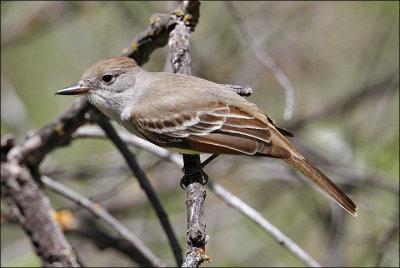 Ash-throated Flycatcher (2 of 2)