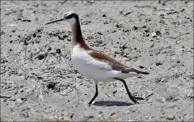 Wolson's Phalarope, alternate (1 of 2)
