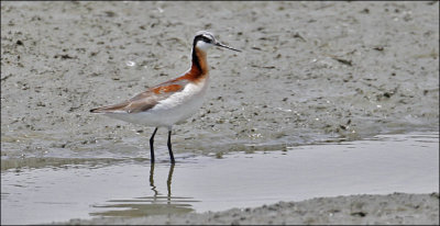 Wiolson's Phalarope, breeding (2 of 2)