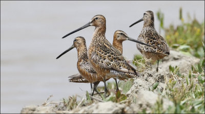 presumed Long-billed Dowitchers (2 of 2)