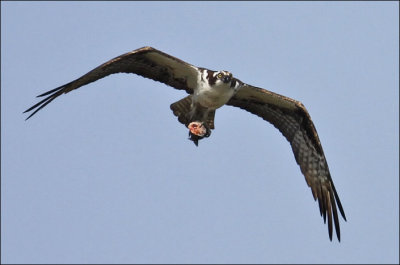 Eagles & Osprey