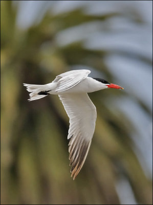 Caspian Tern, nonbreeding adult