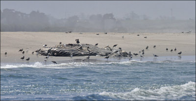 Humpback Whale carcass (1 of 3)