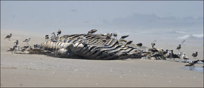 Humpback Whale carcass with California and Western Gulls