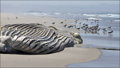 Humpback Whale carcass (3 of 3)