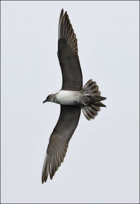 Long-tailed Jaeger, molting adullt