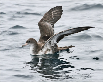 Pink-footed Shearwater