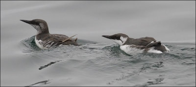 Common Murre, adult male (left) with chick