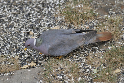 Band-tailed Pigeon, adult with cinnamon-colored tail band 