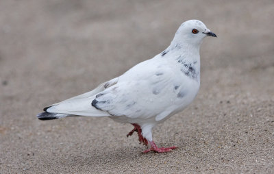 Rock Pigeon, leucistic plumage