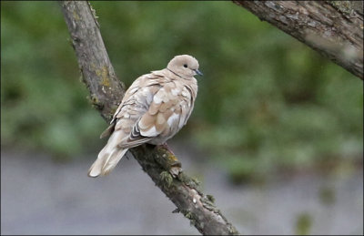 Eurasian Collared-Dove, leucistic plumage