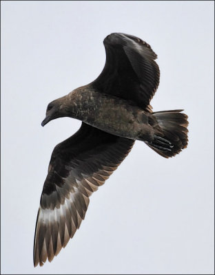 Skuas