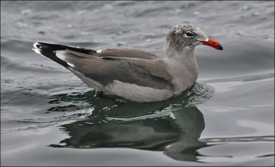 Heermann's Gull, 3rd cycle