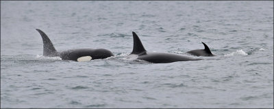 Orca family group