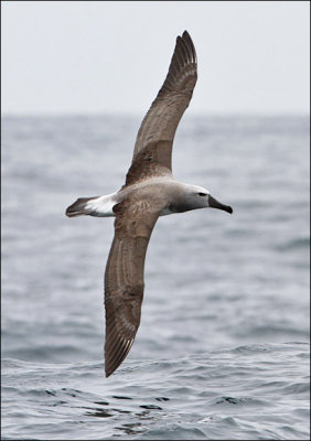 Salvin's Albatross, juv. 