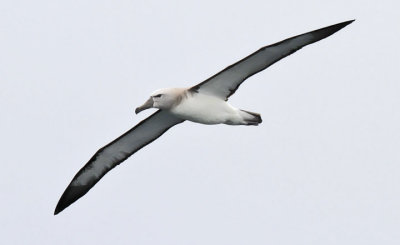 Salvin's Albatross, juv. (3/14)