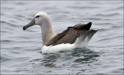 Salvin's Albatross, juv. (5/14)