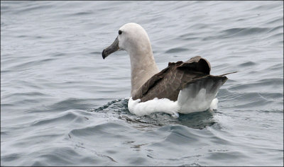 Salvin's Albatross, juv. (6/14)