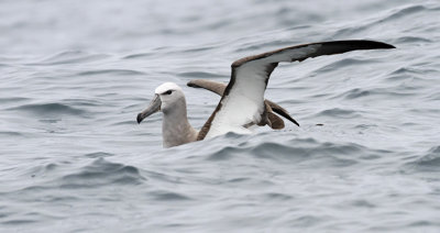 Salvin's Albatross, juv. (7/14)