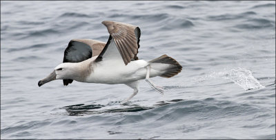 Salvin's Albatross, juv. (8/14)
